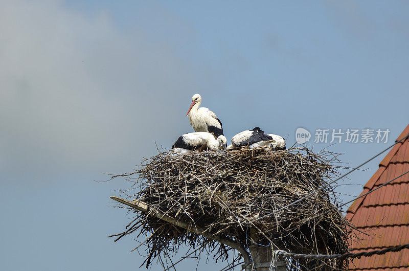 White Stork, Ciconia ciconia with three youngsters on the nest